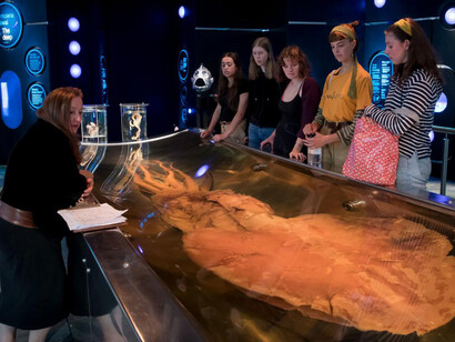 Te taiao. Nature, exhibition view. Courtesy of Museum of New Zealand