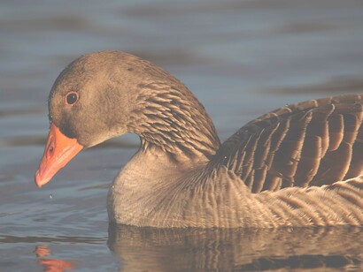 Greylag Geese are residents easily seen in London's parks © Gehan de Silva Wijeyeratne
