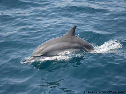 Spinner Dolphin, Mirissa, Gehan de Silva Wijeyeratne
