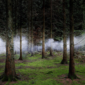 Ellie Davis, Between the Trees