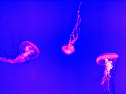 Era un mundo raro: lleno de sueños y desengaños