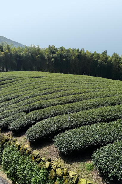 Tours especializados en té permiten a los participantes cosechar hojas, participar en su producción y disfrutar del proceso completo