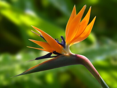 Gardens grow and progress as a whole but not all plants bloom at the same time