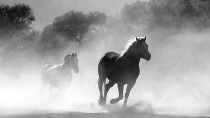 Motion