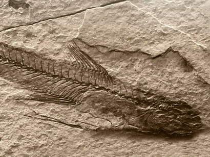 Bregmaceros Fossil