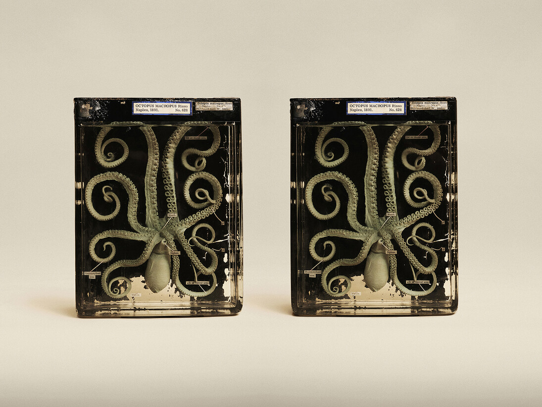 Jim Naughten, Atlantic White Spotted Octopus (Octopus Macropus), Oxford Museum of Natural History (c) Jim Naughten