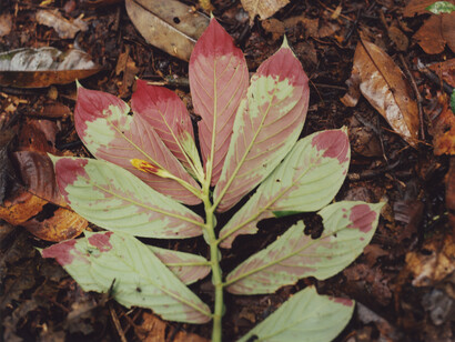 Hannah Collins, The Fertile Forest (detail)