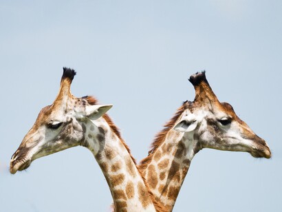 La giraffa disperde i semi delle acacie e di altre piante nell’ambiente che poi crescono spontaneamente