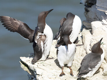 Common Guillemots  (c) Gehan de Silva Wijeyeratne