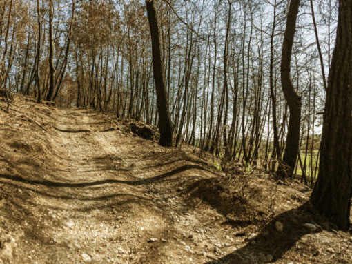 A burnt forest with blackened trees, symbolizing the impacts of the climate crisis