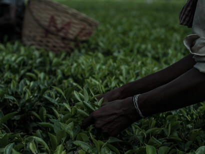 Farmers picking up tea leaves, in the tea estate of Assam, India