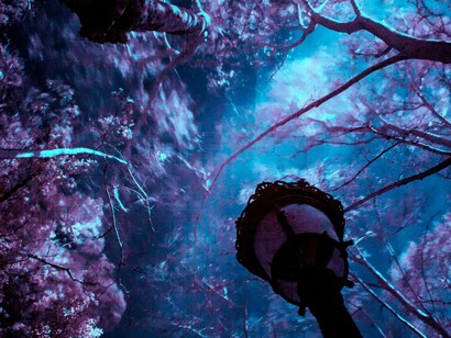 A dark lantern among the flowers. Yesterday I had my eyes closed and was caught up in dark inner caves
