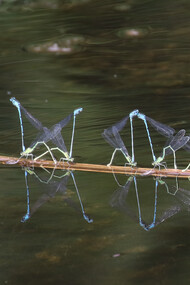 Mating Azure Damselflies © Gehan de Silva Wijeyeratne