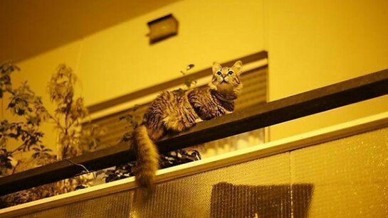 David Hartt, The Republic I, 2014, archival pigment print mounted to Dibond and framed, 59 x 88 1/2 in, 149.9 x 224.8 cm