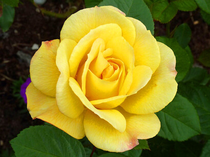 Las rosas amarillas simbolizan la alegría de vivir, el optimismo y la energía