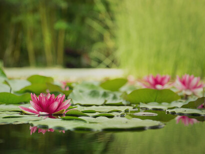 Charaka, uno dei fondatori dell’ayurveda antica, afferma: “Non fornire alla malattia motivo di manifestarsi"