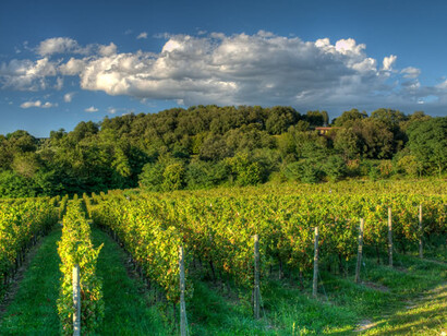 Vigneti nel Franciacorta