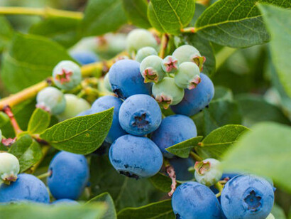 Blueberries growing on the bush in a field