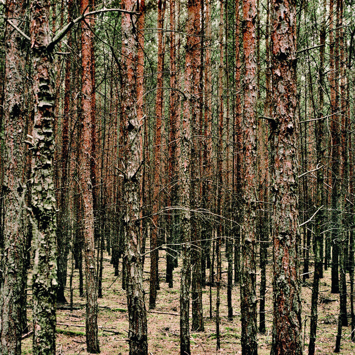 Woodlands. Courtesy of Bernheimer Fine Art