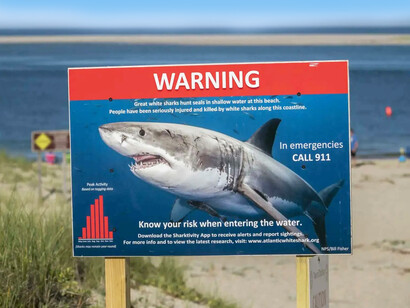 La principal amenaza para estas especies no es su supuesta ferocidad, sino la caza indiscriminada, el tráfico ilegal de aletas y las prácticas turísticas irresponsables que modifican su comportamiento natural