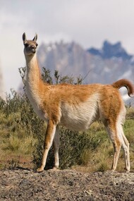 Guanaco