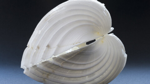 !Hola Caracola! Courtesy of Casa de la Ciencia