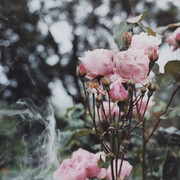 Samuel Laurence Cunnane, Roses, 2014, Hand-printed C-type print on archival photo paper, framed, 16.7 x 25.5 cm / 10 x 6.6 in, Image courtesy Kerlin Gallery