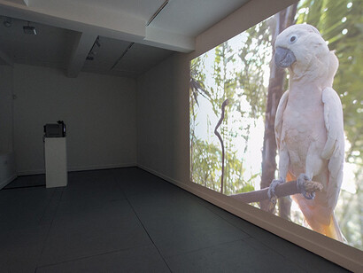 Una Knox. sounding out plant hunters, space seekers, listeners, fakers, keepers, installation view