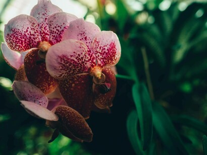 An orchid growing in a greenhouse