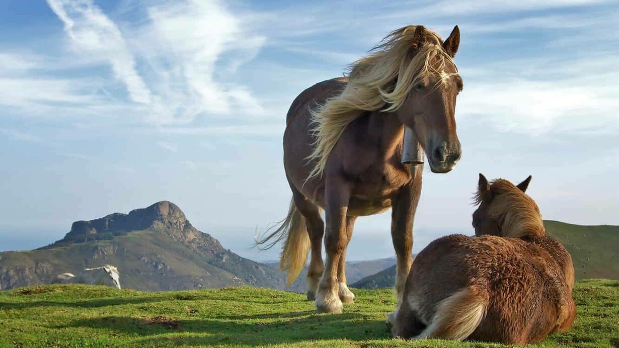 An ariel and its twin in an open field on a sunny day