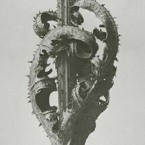 Dipsacus laciniatus, Cutleaf Teasel, Opposite Leaves at Stem, Before 1926 Gelatin Silver Print, 29.7 x 23.7 cm, Long-term loan from Berlin University of the Arts Karl Blossfeldt Collection at Die Photographische Sammlung/SK Stiftung Kultur, Cologne