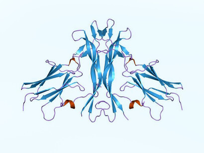 Representación de la estructura molecular del Factor de Crecimiento Nervioso