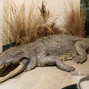 Herpetology, exhibition view. Courtesy of National Museum Bloemfontein
