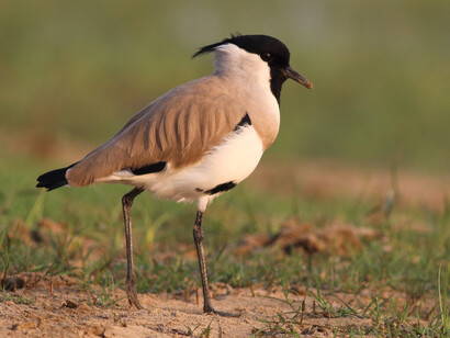 River Lapwing populations have fallen dramatically © Gehan de Silva Wijeyeratne