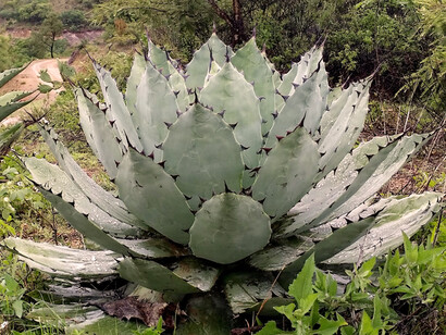 Agave Tobalá, especie silvestre que crece en cañones áridos sombreados y de gran altitud