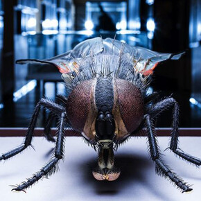 The Animal Kingdom on Earth. Courtesy of Haus der Natur 