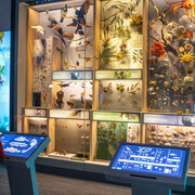 Te taiao. Nature, exhibition view. Courtesy of Museum of New Zealand