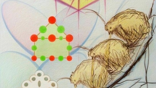 Detailansicht von Maia Naveriani Chicks so weit, Buntstift auf Papier, 2011, 150 x 114 cm