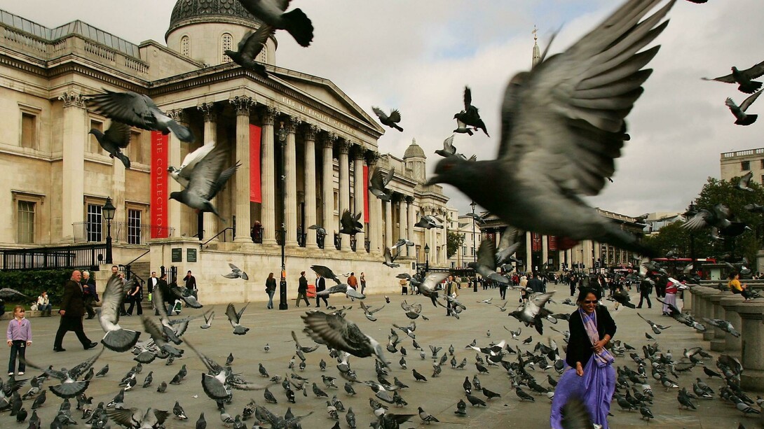 Bandada de palomas en Trafalgar Square, Londres