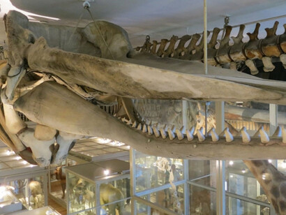 Great Mammal Hall. Courtesy of Harvard Museum of Natural History 