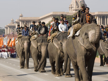 Elephants walking down the Raj Path in New Delhi