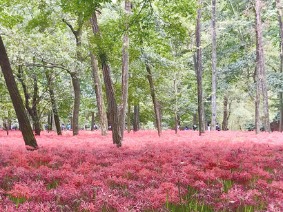 Kinchakuda Manjushage Park © Alma Reyes