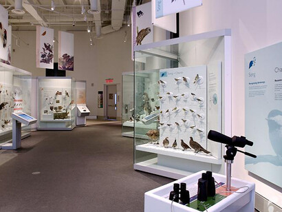Bird Gallery. Courtesy of Canadian Museum of Nature 