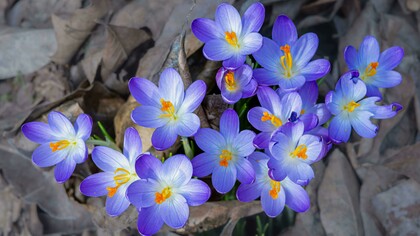 Crocus flowers bloom after winter, a visual reminder of how kindness, self-compassion, and patience support mental health and emotional renewal.