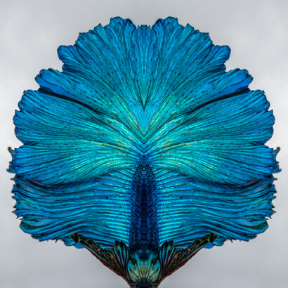 Brunella Costa, Immersion 1, part of a triptych