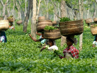Early morning tea pluckers scene enroute to Kaziranga