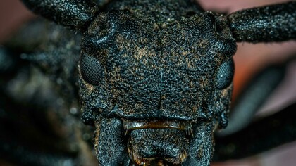 Gesicht eines Schwarzen Kaefers in der Makrofotografie