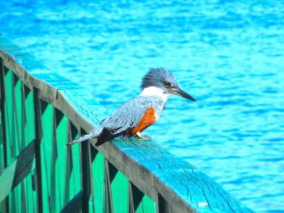 Los pájaros de Chiloé