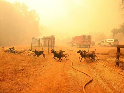 El ganado huye del fuego