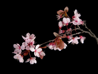 Fiori di ciliegio. Curarsi con gli occhi
